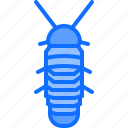 beetle, bug, insect, animal, nature, cockroach