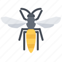 beetle, bug, insect, animal, nature, wasp