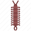 beetle, bug, insect, animal, nature, centipede