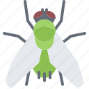 beetle, bug, insect, animal, nature, fly