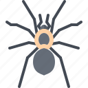 beetle, bug, insect, animal, nature, spider