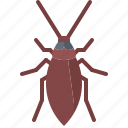 beetle, bug, insect, animal, nature, cockroach