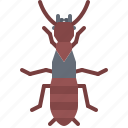beetle, bug, insect, animal, nature, termite
