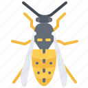 beetle, bug, insect, animal, nature, wasp