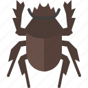 animal, bug, dung beetle, garden, insect, nature, spring