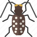 animal, bug, citrus long horned beetle, garden, insect, nature, spring