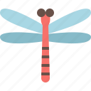 animal, bug, dragonfly, garden, insect, nature, spring