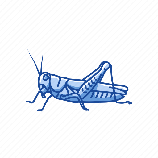 Animal, cricket, grasshopper, insect, leaf insect, pest, plant eater icon - Download on Iconfinder