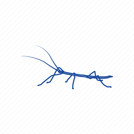 Animal, bug stick, cricket, insect, leaf insect, pest, stick-bug icon - Download on Iconfinder