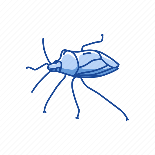Animal, beetle, bug, insect, shield bug, stink bug icon - Download on Iconfinder