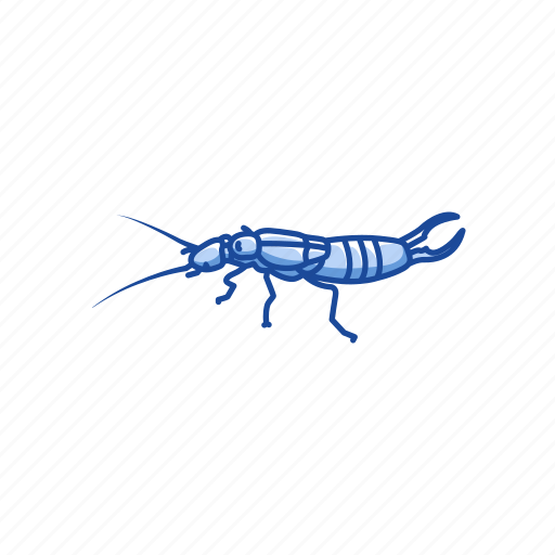 Animal, bug, earwig, insect, invertebrate, pest icon - Download on Iconfinder