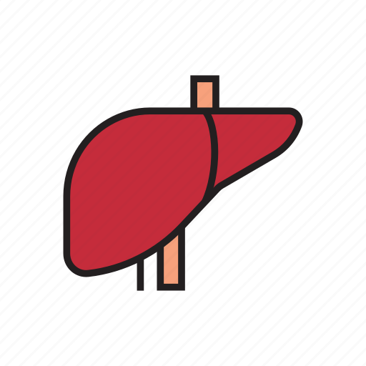 Body, detoxification, human, internal organs, liver, organs, toxic icon - Download on Iconfinder
