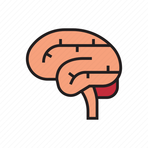 Body, brain, healthy, human, internal organs, organs, think icon - Download on Iconfinder