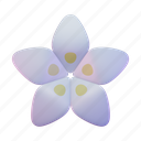 jasmine, flower, petal, nature 