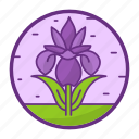 iris, flower, plant, nature, jordan