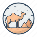 camel, desert, animal, ride, transport