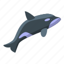 killer, whale, fast, isometric