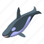 hungry, killer, whale, isometric 