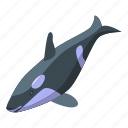 large, killer, whale, isometric