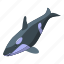 large, killer, whale, isometric 