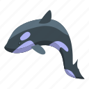 toothy, killer, whale, isometric