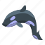 toothy, killer, whale, isometric 
