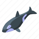 cute, killer, whale, isometric