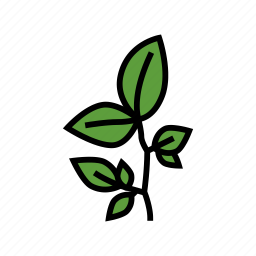 Beech, leaf, tree, bush, flower, maple icon - Download on Iconfinder