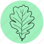 ecology, forest, leaf, liner, nature, oak, tree 