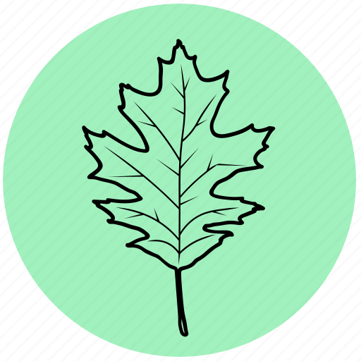 Eco, forest, garden, leaf, liner, maple, tree icon - Download on Iconfinder