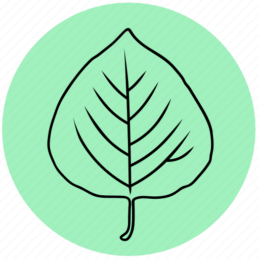 Aspen, forest, garden, leaf, liner, nature, plant icon - Download on Iconfinder