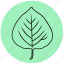 aspen, forest, garden, leaf, liner, nature, plant 