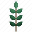 ash, leaf, maple, autumn, plant, botanical