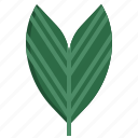 chamaedorea, palm, tree, leaf, nature 
