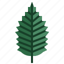 elm, leaves, tree, botanical, leaf 