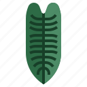 sharoniae, philodendron, xanadu, leaf, plant, nature 
