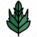 whitethorn, leaf, autumn, plant, botanical 