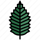 elm, leaves, tree, botanical, leaf 