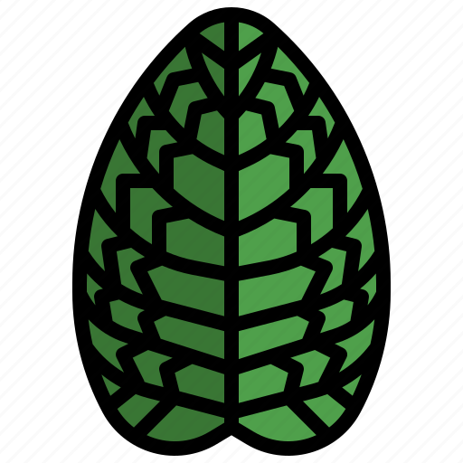 Fittonia, botanical, tropical, blossom, nature icon - Download on Iconfinder