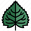 linden, nature, tree, botanical, leaf 