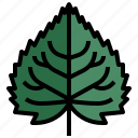 linden, nature, tree, botanical, leaf