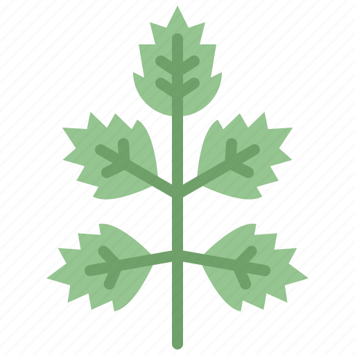 Autumn, eco, elder, leaf, nature, plant, tree icon - Download on Iconfinder