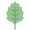 autumn, birch, eco, leaf, nature, plant, tree