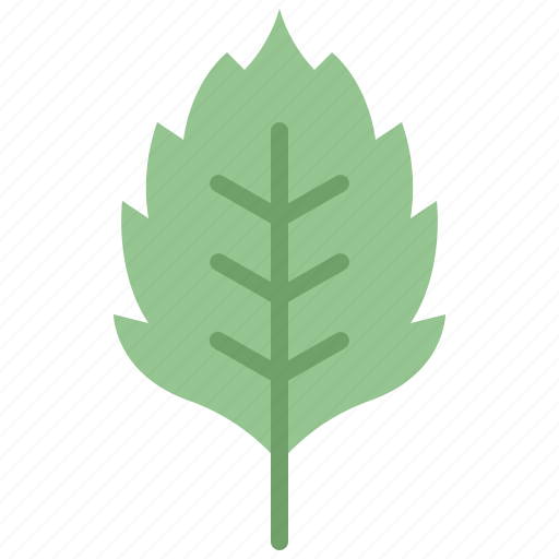Autumn, birch, eco, leaf, nature, plant, tree icon - Download on Iconfinder