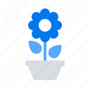 flower, home, pot