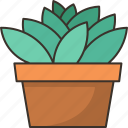 cactus, plant, garden, decoration, nature