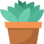 cactus, plant, garden, decoration, nature 