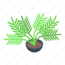 tropical, plant, pot, isometric