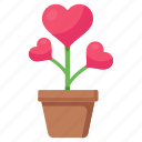 love growth, love plant, valentine plant, potted plant, heart plant