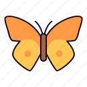 butterfly, insect, moth, animal
